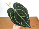 Anthurium Carlablackiae