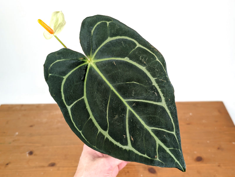 Anthurium Carlablackiae