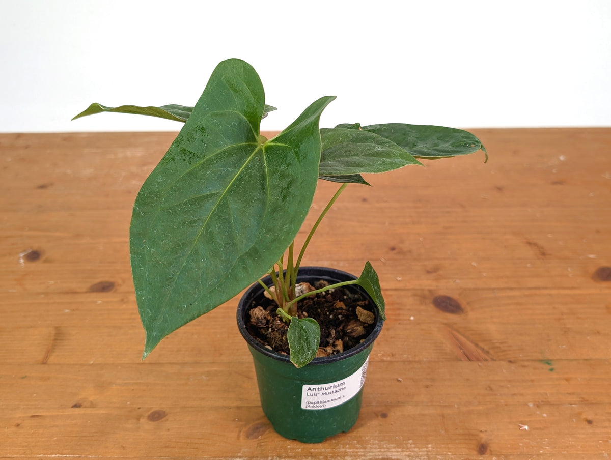 Anthurium Luis' Mustache (Papillilaminum x Pinkleyi)