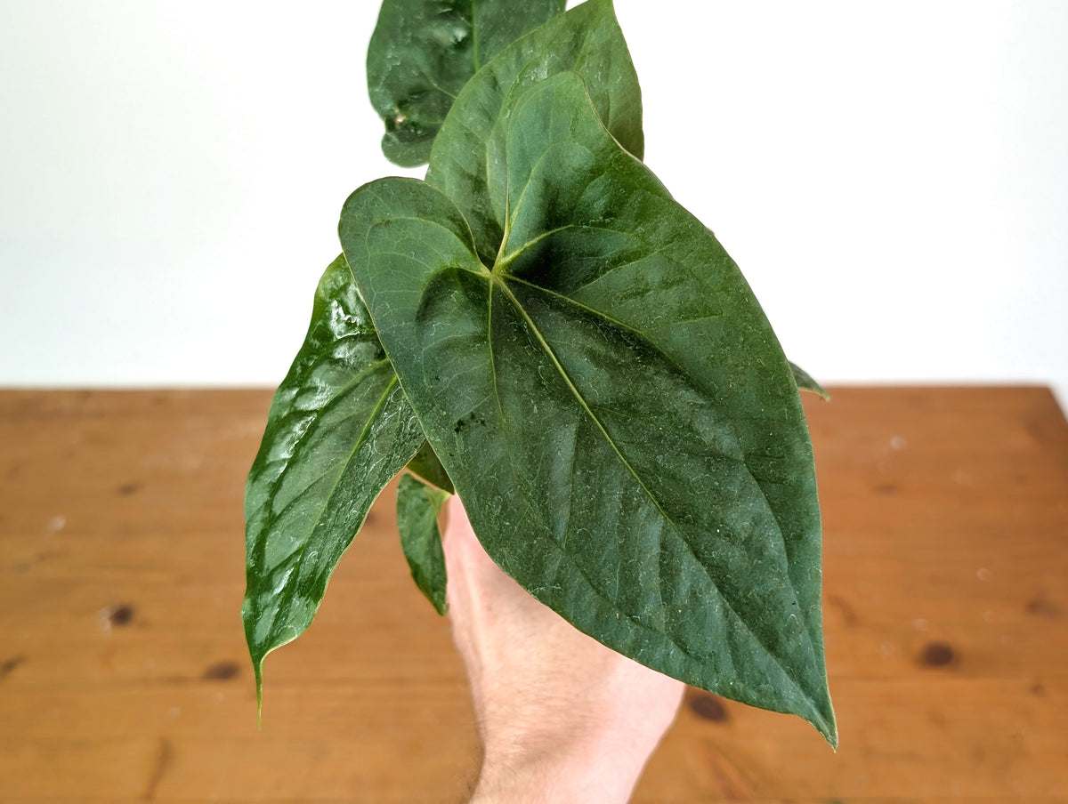 Anthurium Luis' Mustache (Papillilaminum x Pinkleyi)