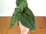 Anthurium Luis' Mustache (Papillilaminum x Pinkleyi)