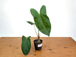 Anthurium Amazon Rabbit (Forgetii x Pinkleyi)