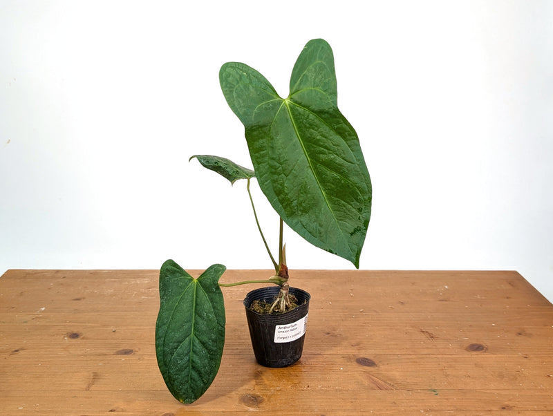 Anthurium Amazon Rabbit (Forgetii x Pinkleyi)