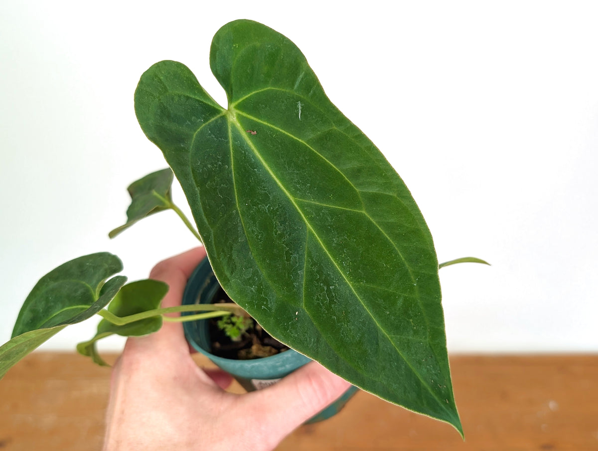 Anthurium Crystal Sky x Papillilaminum