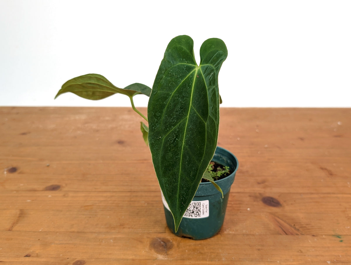 Anthurium Crystal Sky x Papillilaminum