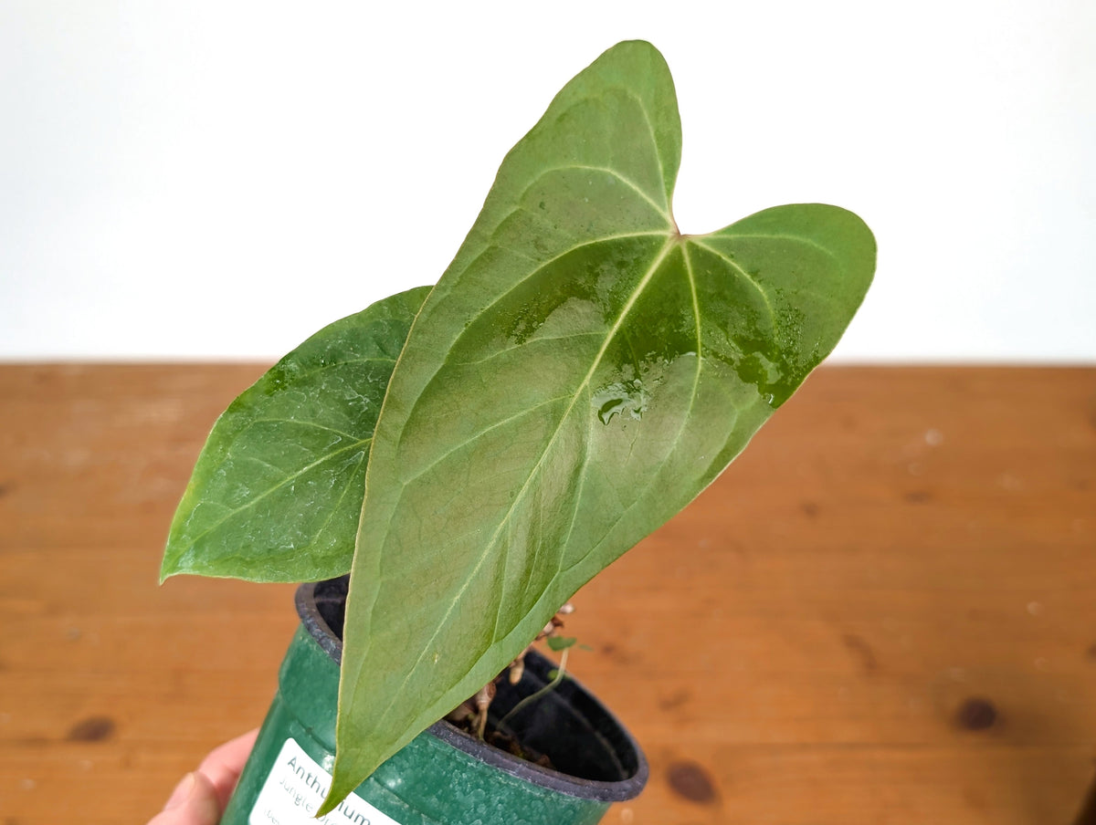 Anthurium Jungle Dreams (Besseae × Pinkleyi)