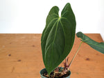 Anthurium Neon Lace (Besseae x Papillilaminum)