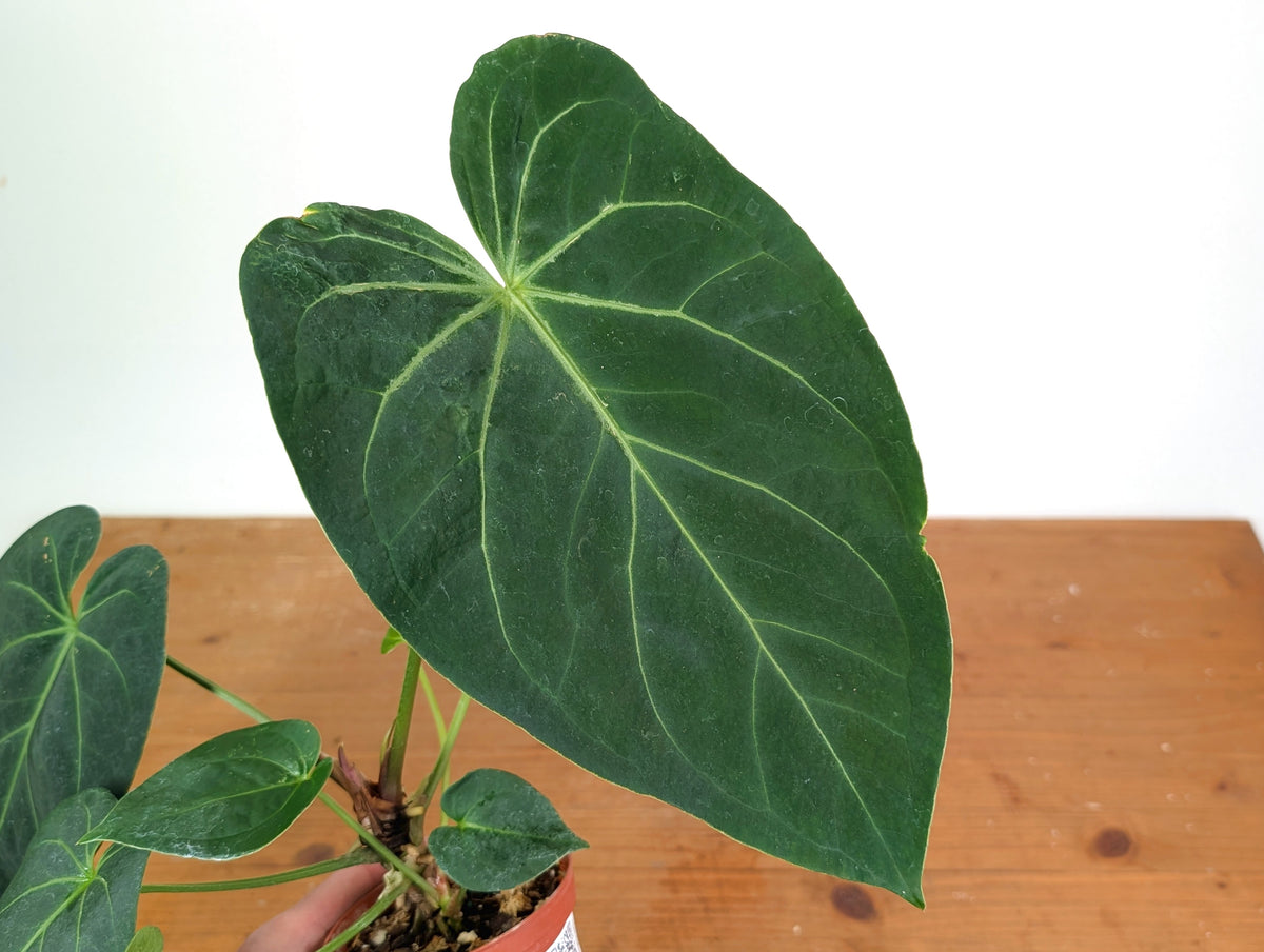 Anthurium Forgetii x Crystallinum