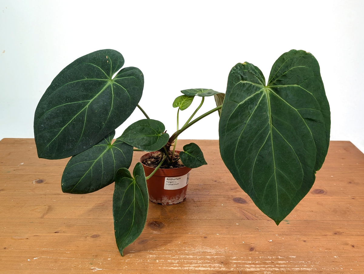 Anthurium Forgetii x Crystallinum