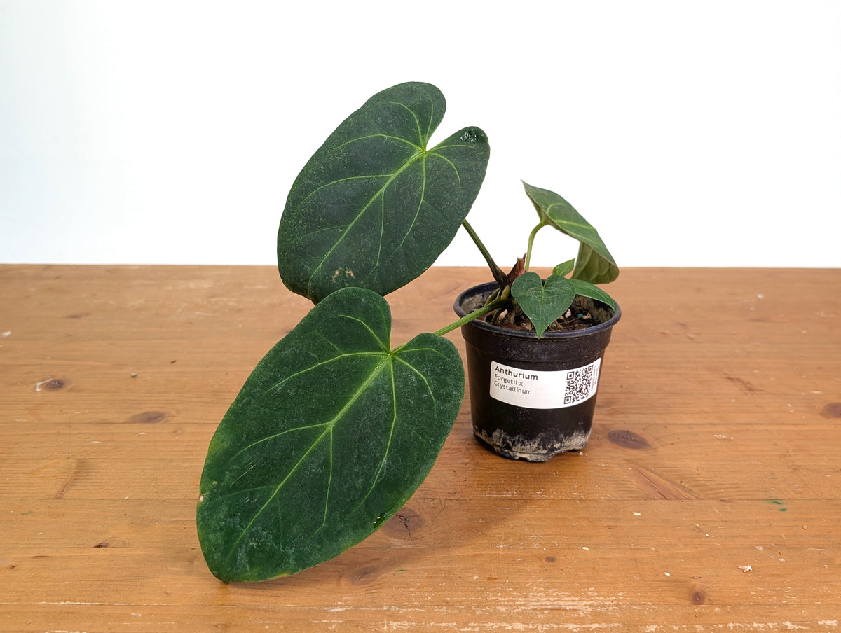 Anthurium Forgetii x Crystallinum