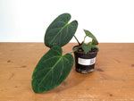 Anthurium Forgetii x Crystallinum