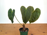 Anthurium Raven Soul × Papillilaminum