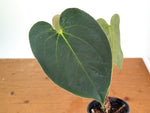 Anthurium Raven Soul × Papillilaminum