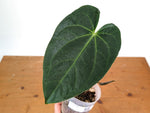 Anthurium Deborah Ward (Crystallinum x Papillilaminum)