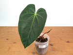 Anthurium Deborah Ward (Crystallinum x Papillilaminum)