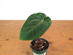 Anthurium Velvet Abyss (Crystal Sky x Papillilaminum)