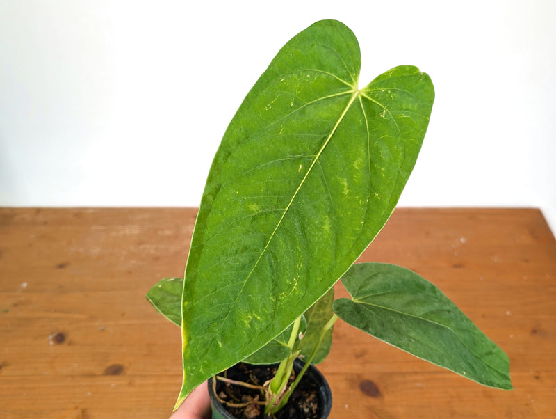 Anthurium Papillilaminum x Panamense