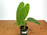 Anthurium Papillilaminum x Panamense