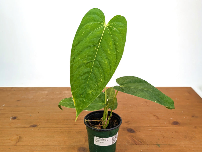 Anthurium Papillilaminum x Panamense