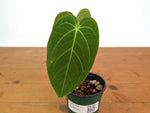 Anthurium Silver Blush x Papillilamimum