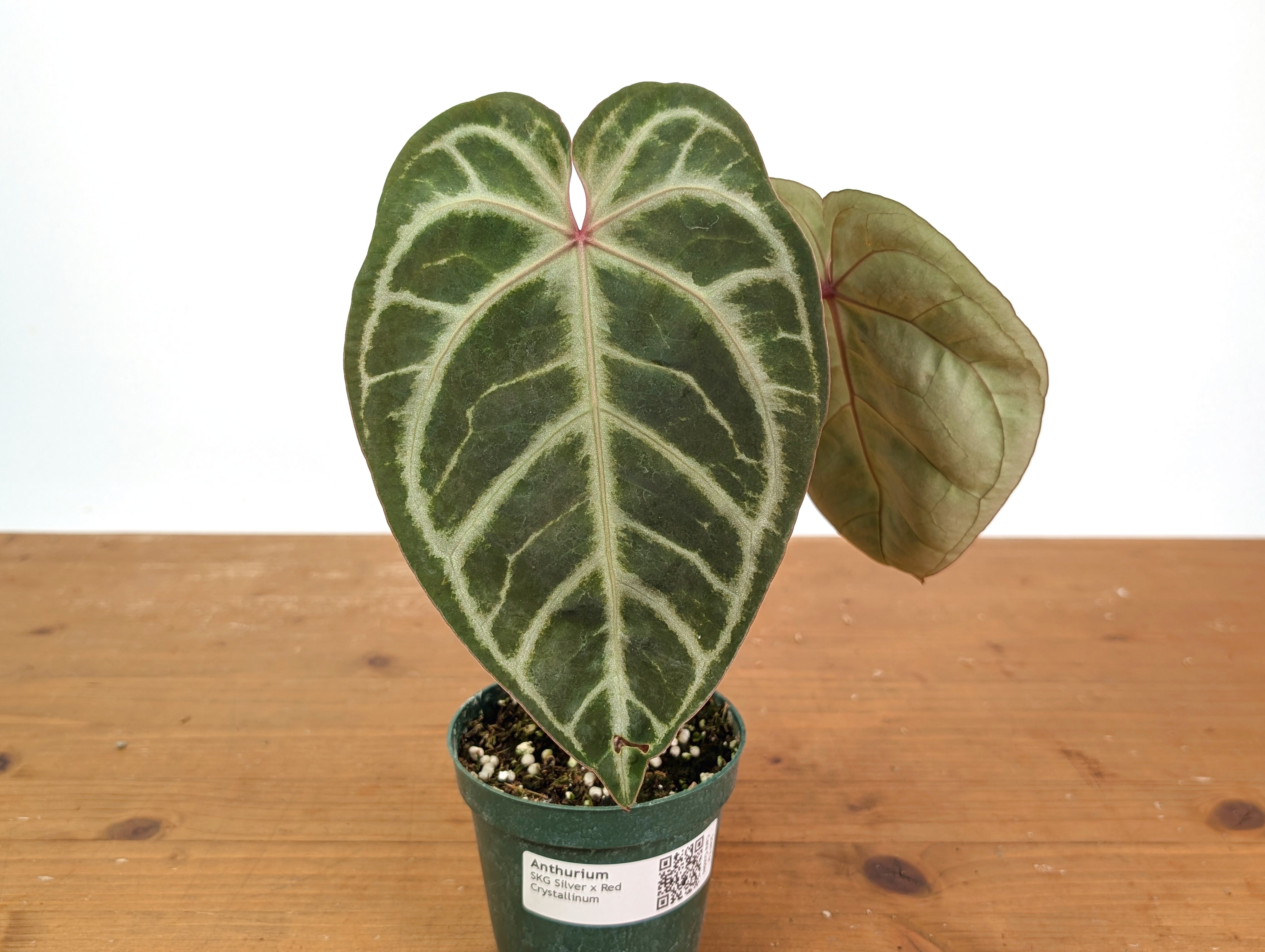 Anthurium Red Crystal x SKG Silver – Plantamani Plants