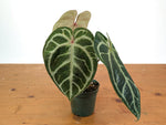 Anthurium Red Crystal x SKG Silver