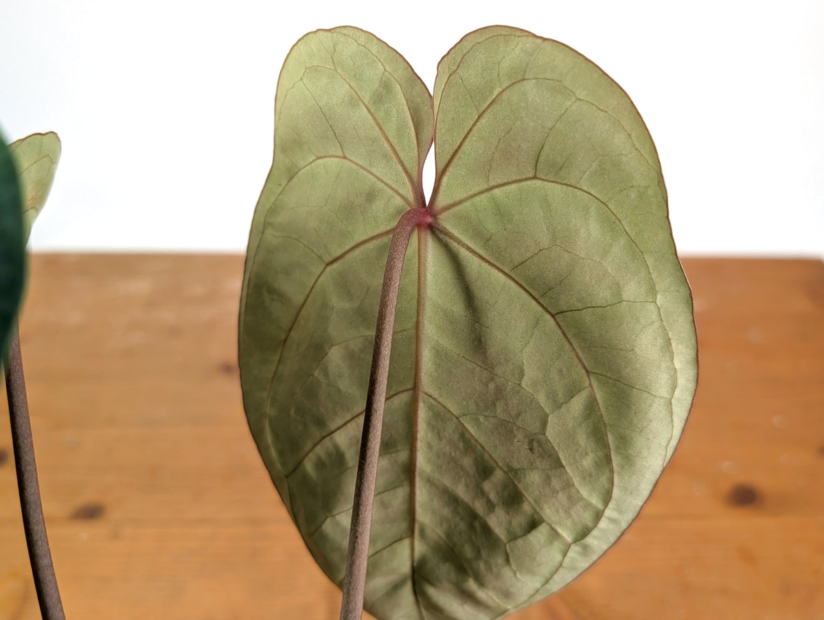 Anthurium Red Crystal x SKG Silver