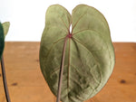 Anthurium Red Crystal x SKG Silver