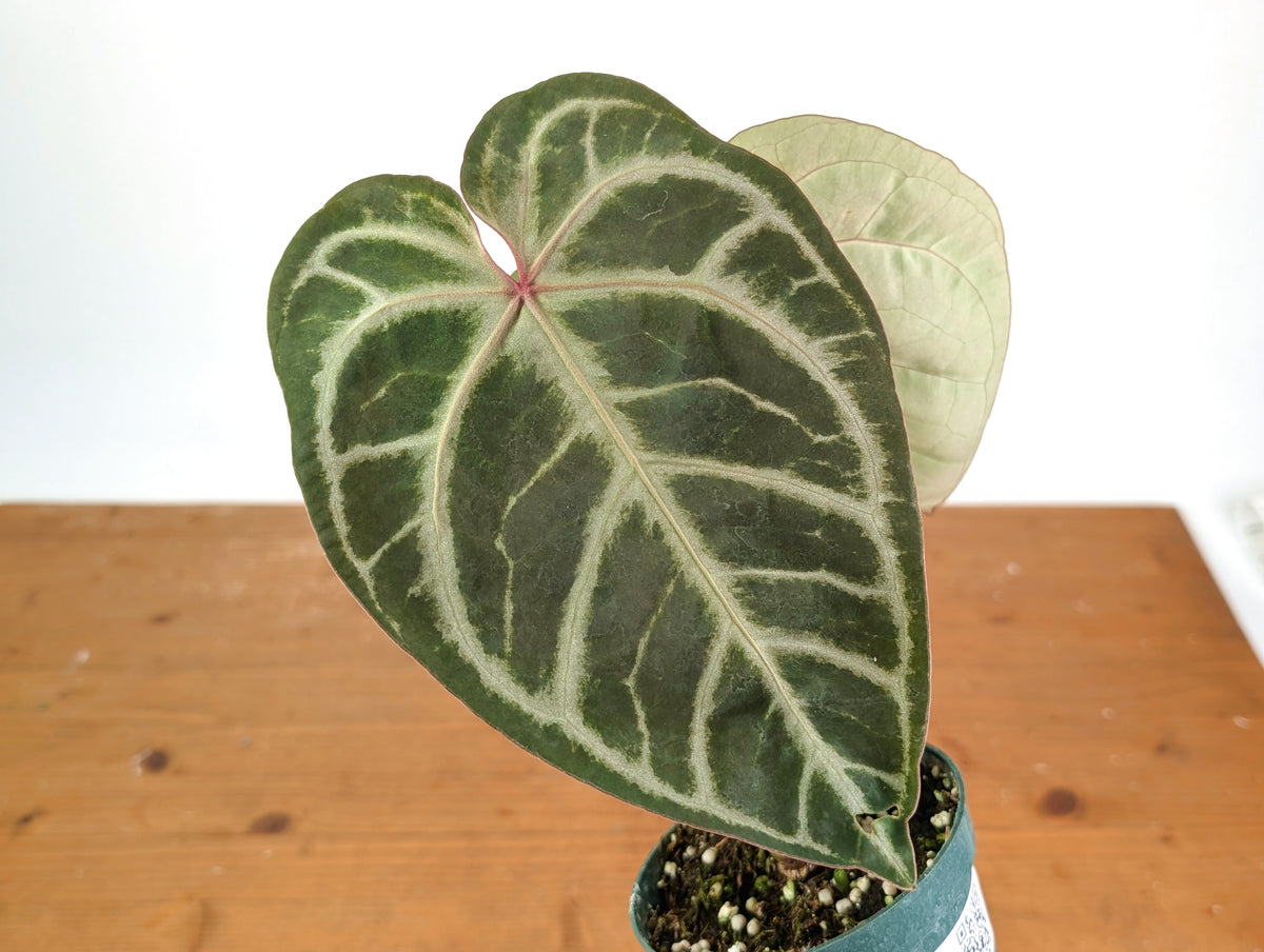 Anthurium Red Crystal x SKG Silver