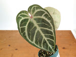 Anthurium Red Crystal x SKG Silver