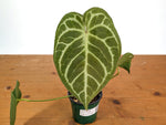 Anthurium Blushed Forget (Forgetii x Silver Blush)