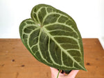 Anthurium Blushed Forget (Forgetii x Silver Blush)