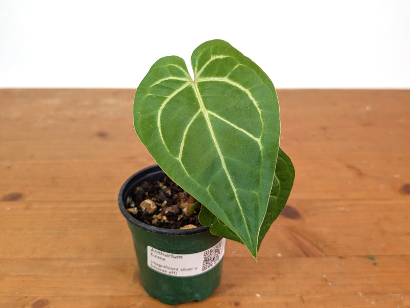 Anthurium Eureka (Magnificent Silver x Besseae aff)