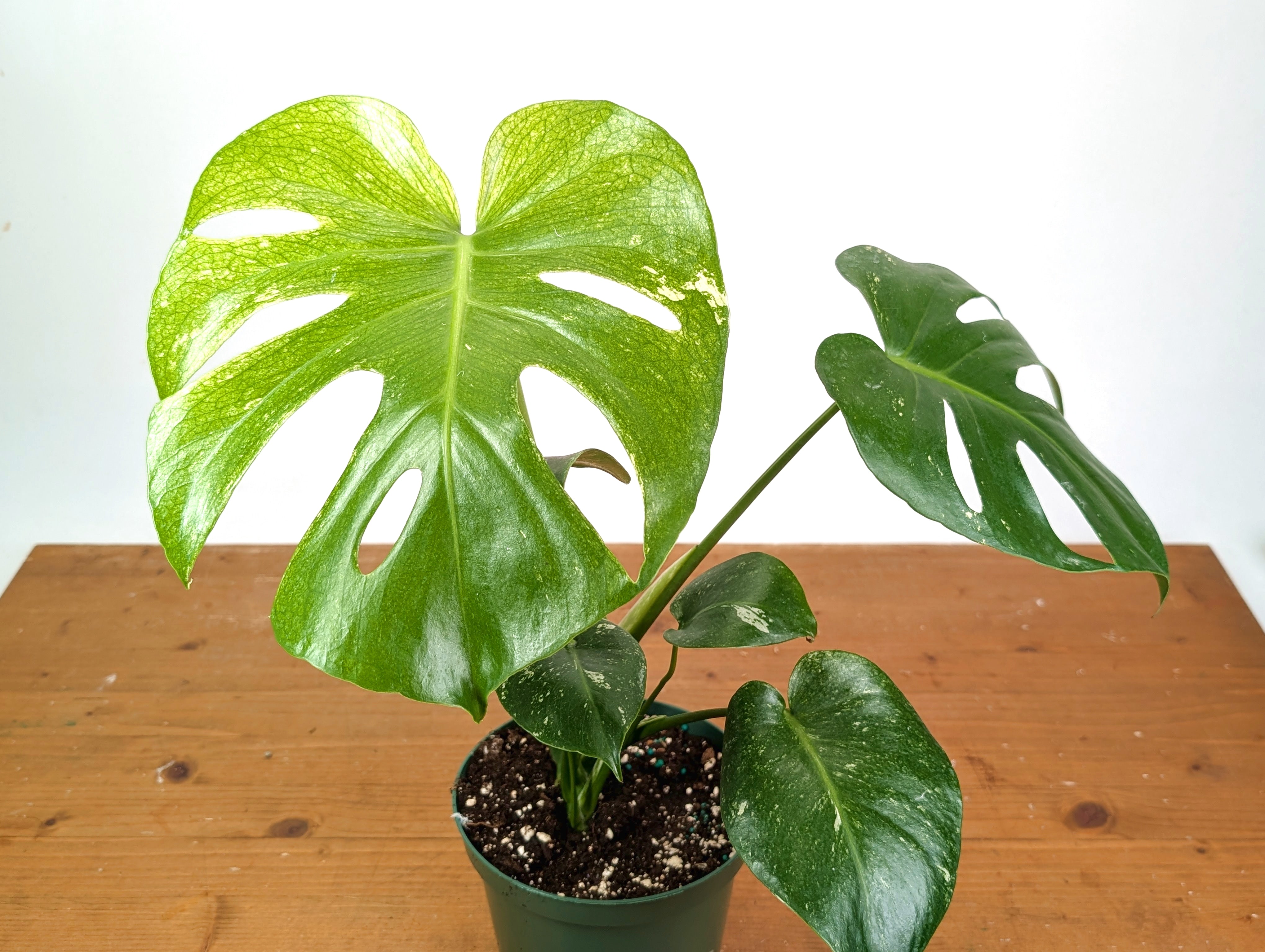 Monstera Deliciosa Mint Variegated – Plantamani Plants