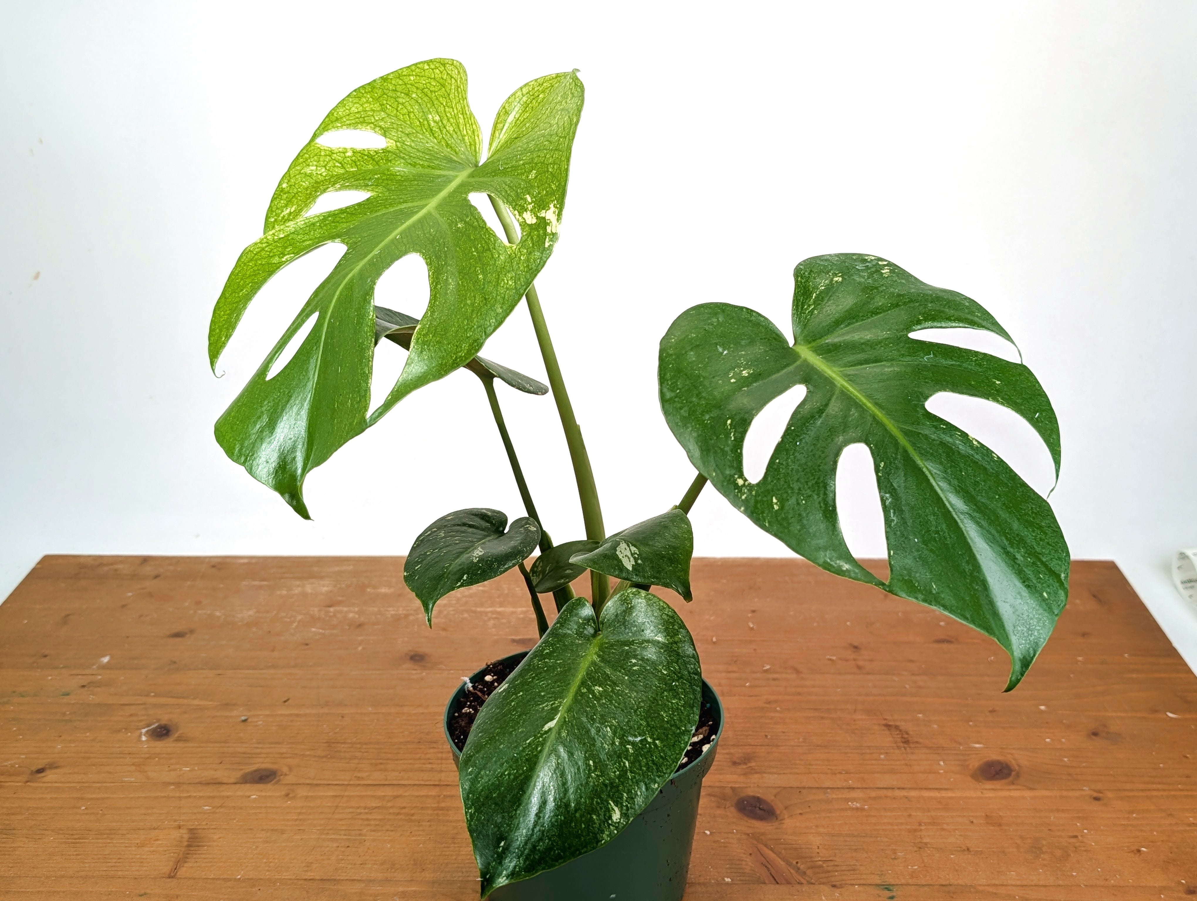 Monstera Deliciosa Mint Variegated – Plantamani Plants