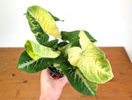 Syngonium Scrambled Eggs (Variegated wendlandii Mutation)