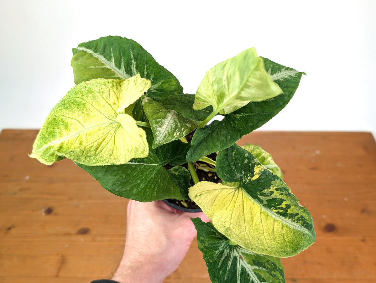 Syngonium Scrambled Eggs (Variegated wendlandii Mutation)