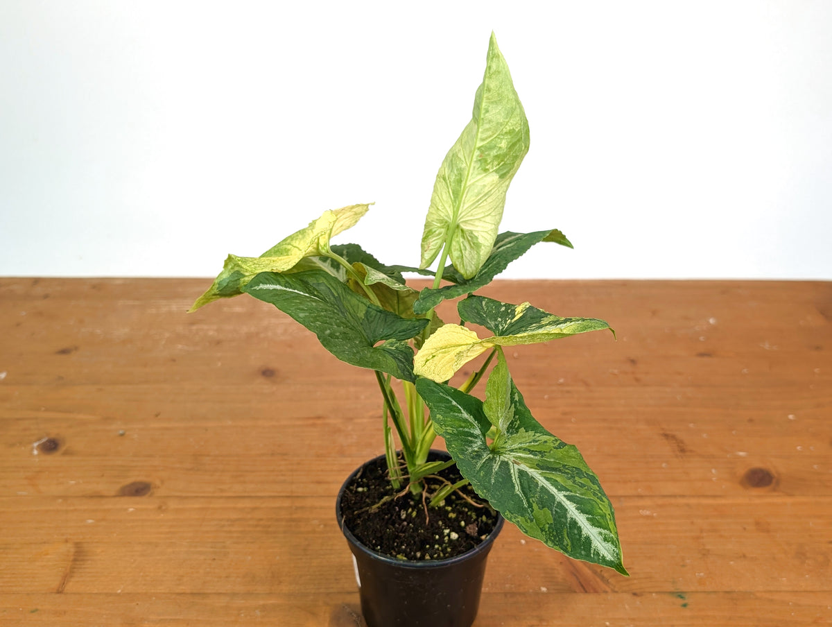 Syngonium Scrambled Eggs (Variegated wendlandii Mutation)