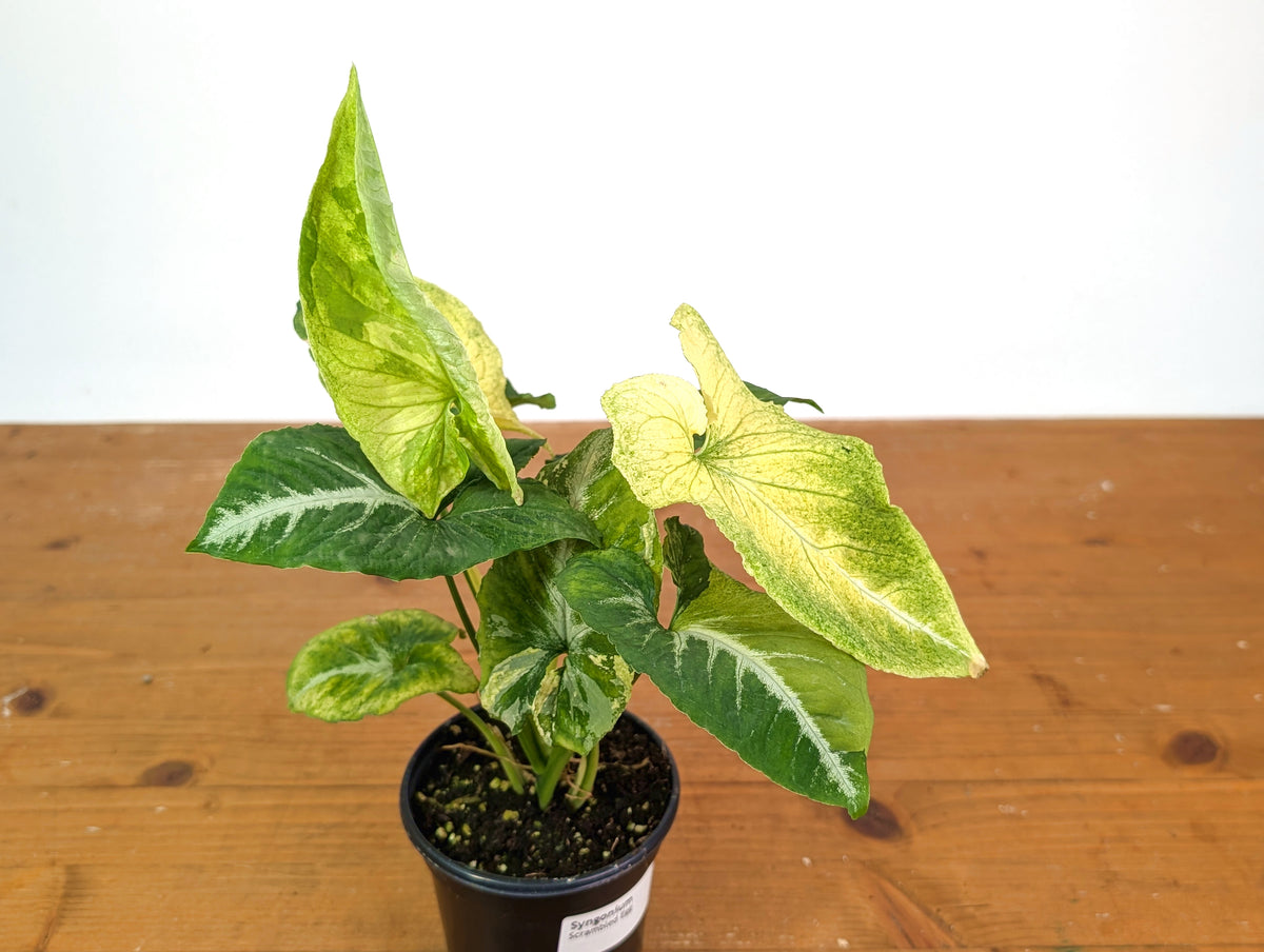 Syngonium Scrambled Eggs (Variegated wendlandii Mutation)