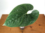 Anthurium Silver
