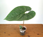 Anthurium Silver