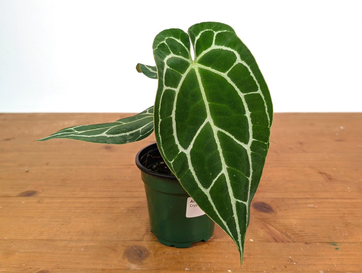 Anthurium Crystallinum