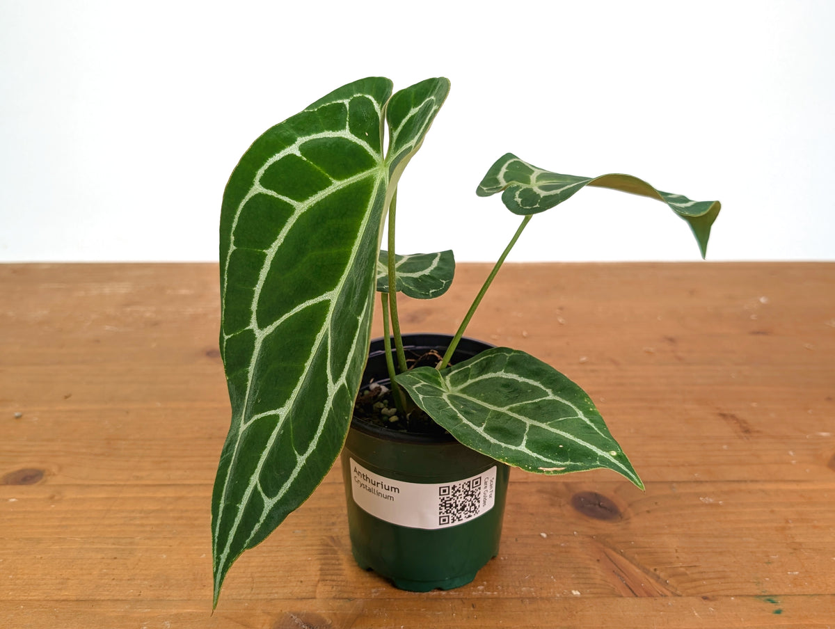 Anthurium Crystallinum