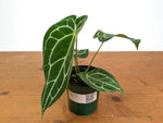 Anthurium Crystallinum