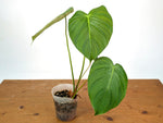 Philodendron Celebration (Rubrijuvenile x Pastazanum)