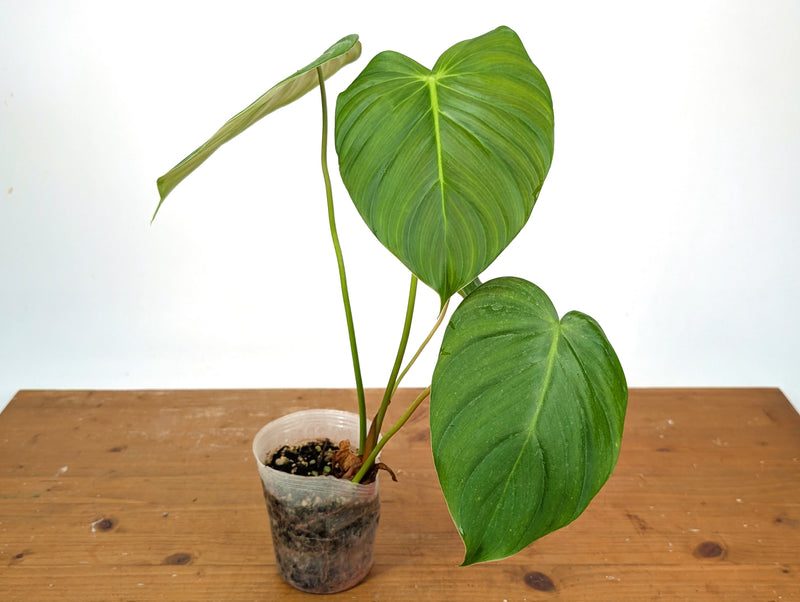 Philodendron Celebration (Rubrijuvenile x Pastazanum)