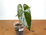Anthurium Silver