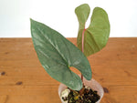 Anthurium Silver