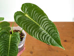 Anthurium Veitchii 'King'