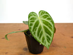 Anthurium Silver Blush
